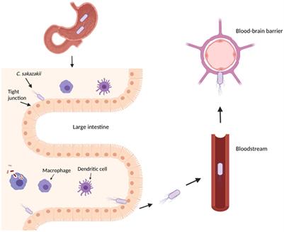 Current and Future Perspectives on the Role of Probiotics, Prebiotics, and Synbiotics in Controlling Pathogenic Cronobacter Spp. in Infants